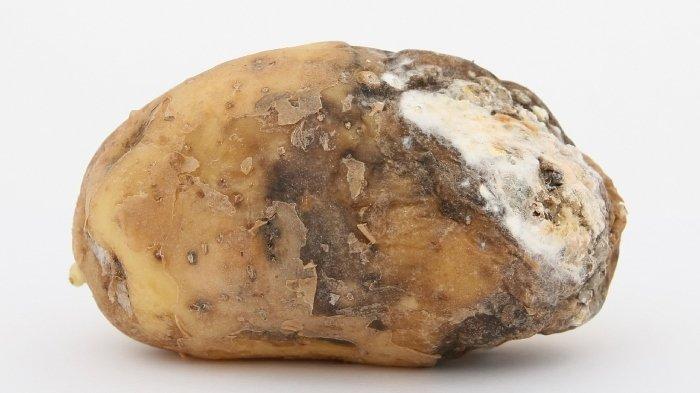 Ilustrasi sebuah kentang busuk. Satu keluarga tewas mengenaskan akibat menghirup gas beracun yang keluar dari kentang busuk yang disimpan di ruang bawah tanah.