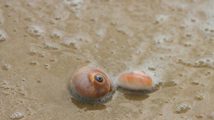 Ilustrasi siput dan kerang di pantai.