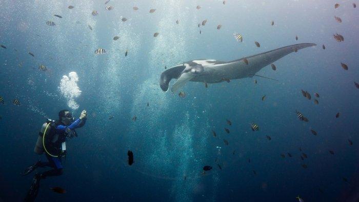 Ilustrasi snorkeling bersama Pari Manta.
