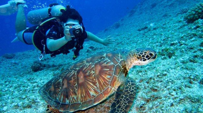 Ilustrasi snorkeling bertemu dengan penyu besar di lautan.