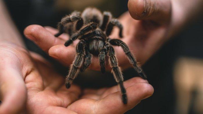 Ilustrasi tarantula. Viral pasangan suami istri di Inggris pilih tinggal di rumah bersama 2.000 hewan melata, termasuk tarantula berbisa.
