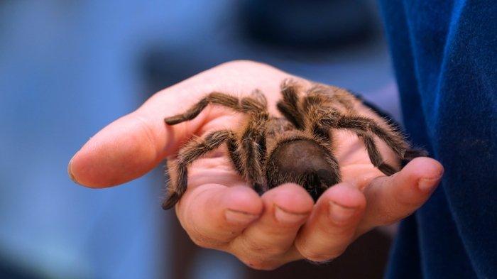 Ilustrasi tarantula. Viral pasangan suami istri di Inggris pilih tinggal di rumah bersama 2.000 hewan melata, termasuk tarantula berbisa.