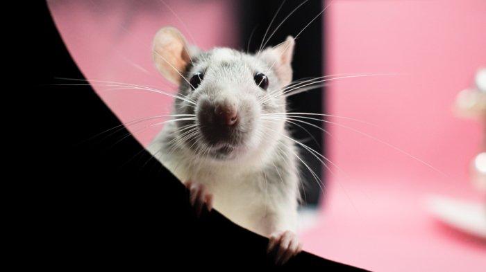 Ilustrasi tikus.