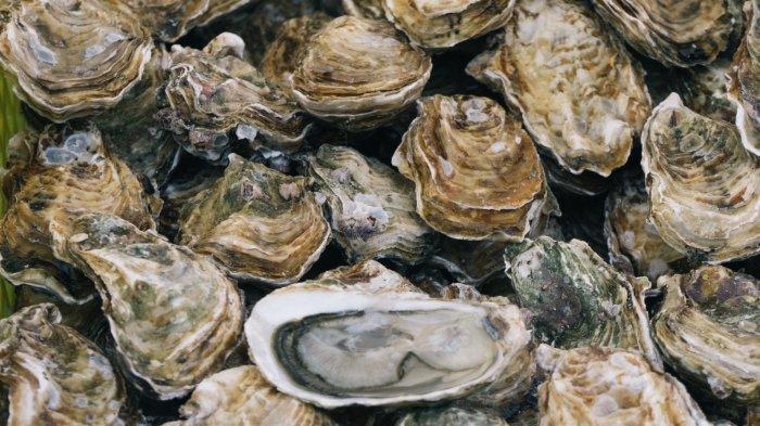 Ilustrasi tiram atau oyster. Viral di TikTok, seorang pria pura-pura ke kamar mandi padahal ingin kabur dari kencan pertama karena si wanita makan terlalu banyak tiram di restoran
