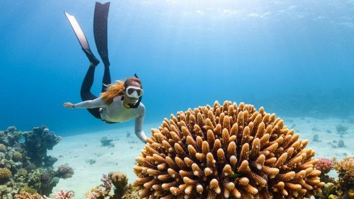 Ilustrasi turis nyobain wisata snorkeling atau menyelam sambil menikmati keindahan bawah laut.