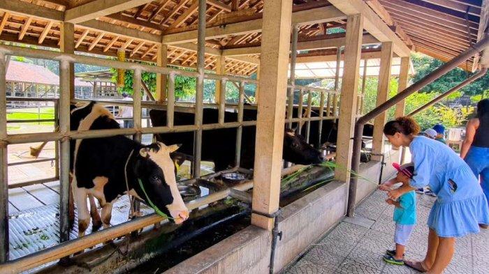 Ilustrasi wisatawan berkunjung di Kuntum Farmfield