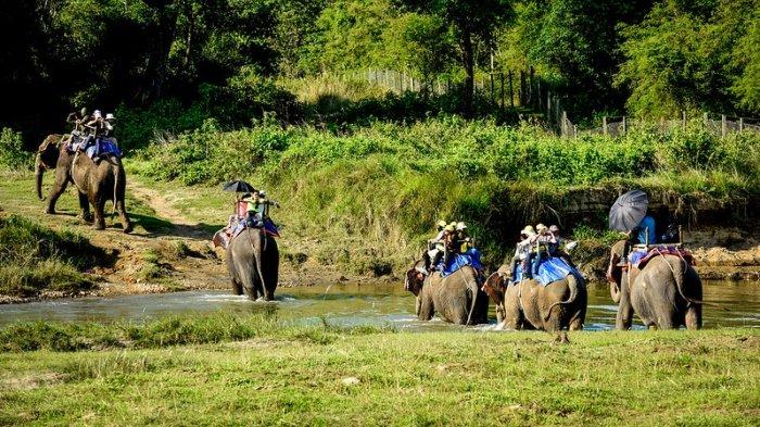 Ilustrasi wisatawan mengikuti tur gajah atau safari.