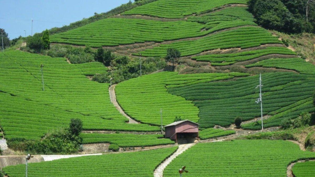 Ishitera Tea Field, satu tempat wisata tersembunyi di Kyoto Jepang buat healing.