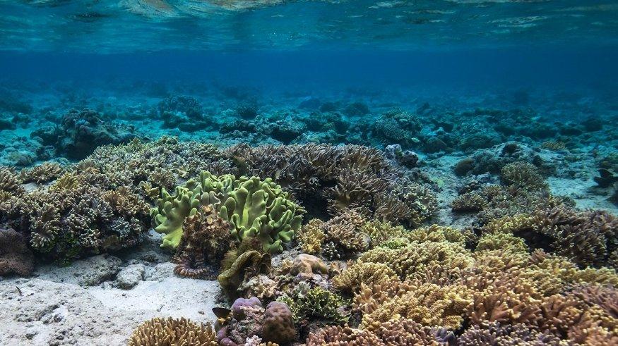 Bunaken.
