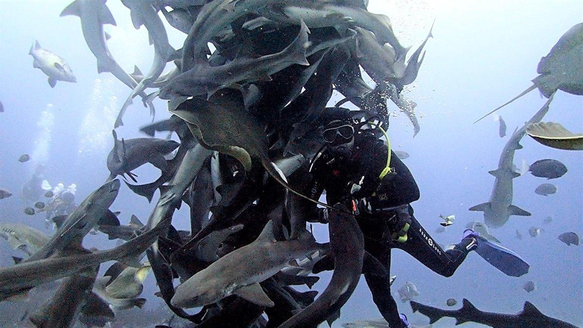 Ito Diving Service Bommie, satu tempat wisata hits di Awa Chiba Jepang.