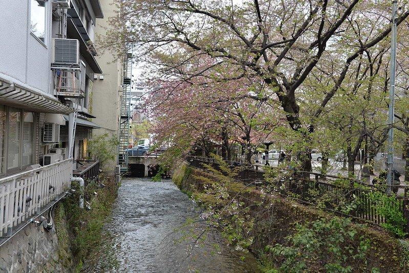 Jalan Shimbashi, satu tempat wisata di Kyoto Jepang buat menyaksikan keindahan bunga sakura.