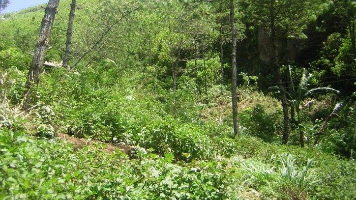 Jalan setapak menuju puncak Gunung Sengunglung di Trenggalek, Jawa Timur.