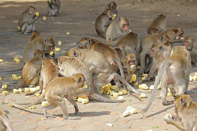 Jangan beri makan monyet di Monkey Hills Phuket Thailand