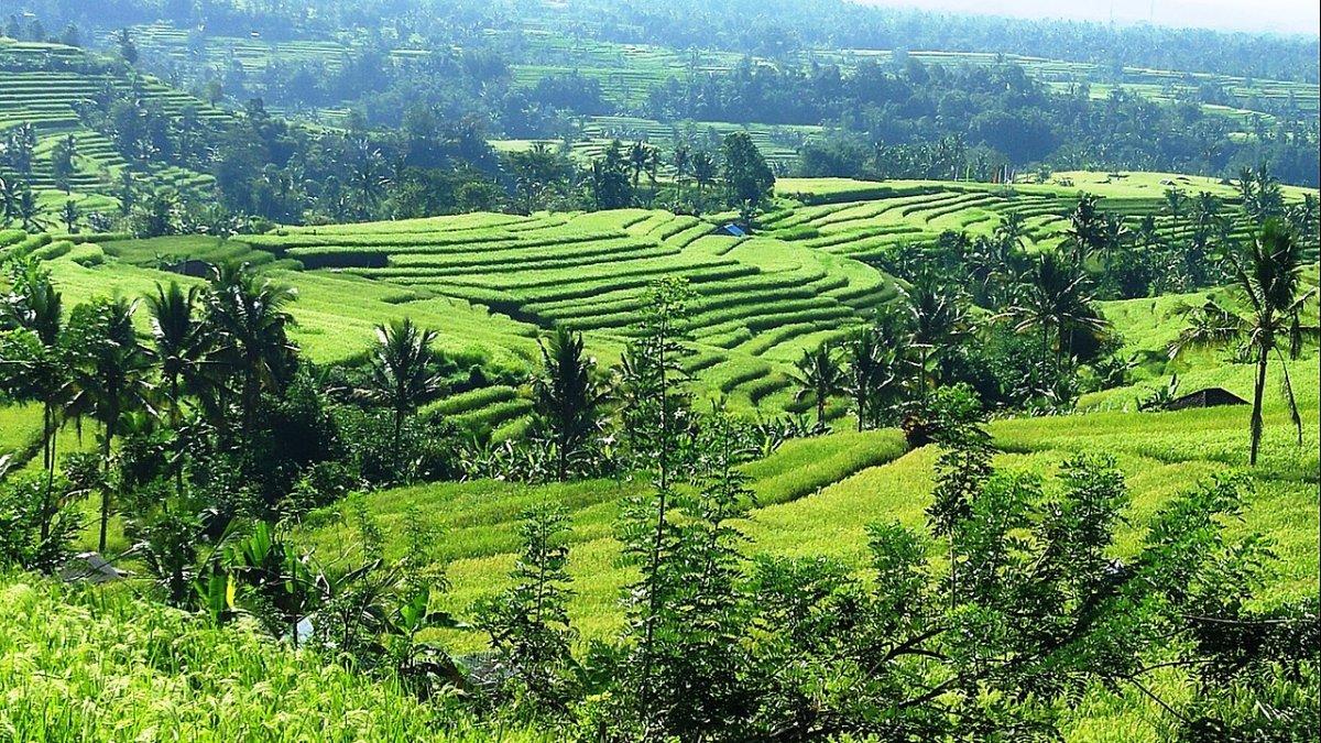 Jatiluwih Rice Terrace, satu tempat wisata di Tabanan Bali.