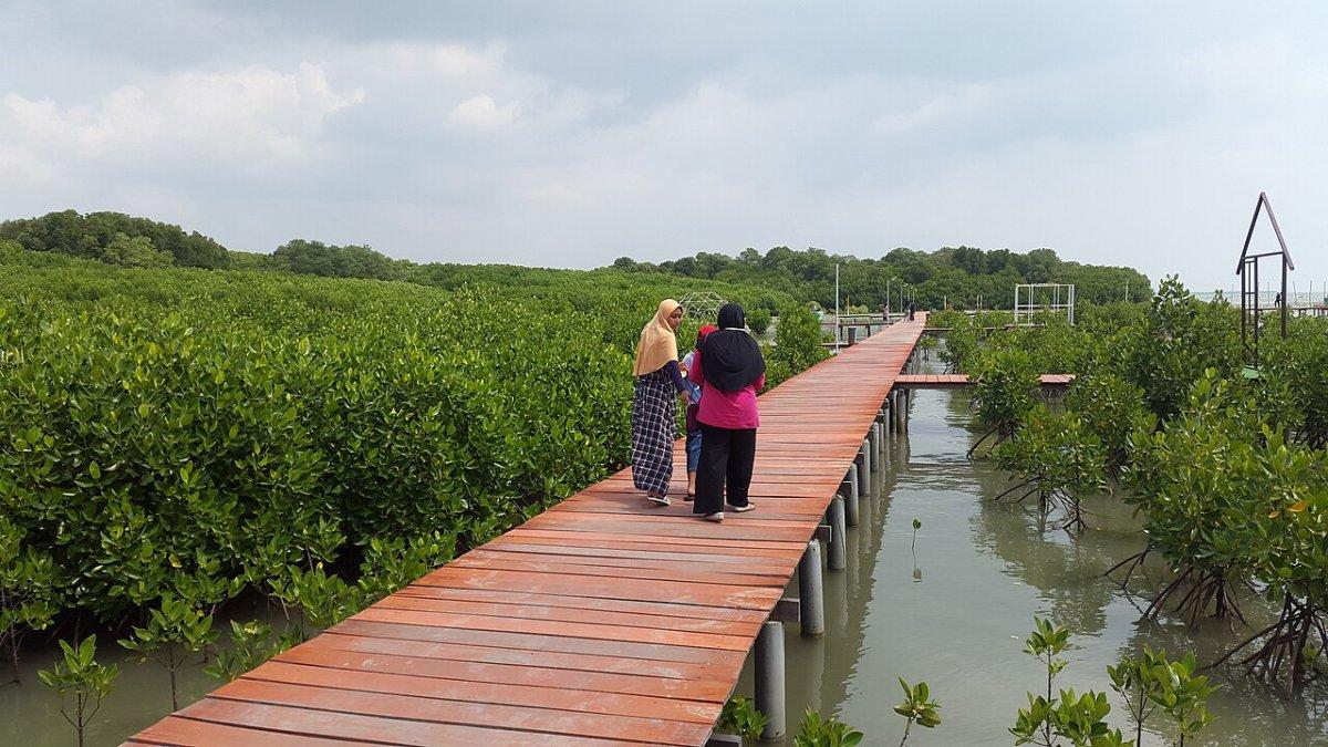 Jembatan Merah Hutan Mangrove, satu tempat wisata alam di Rembang, Jawa Tengah