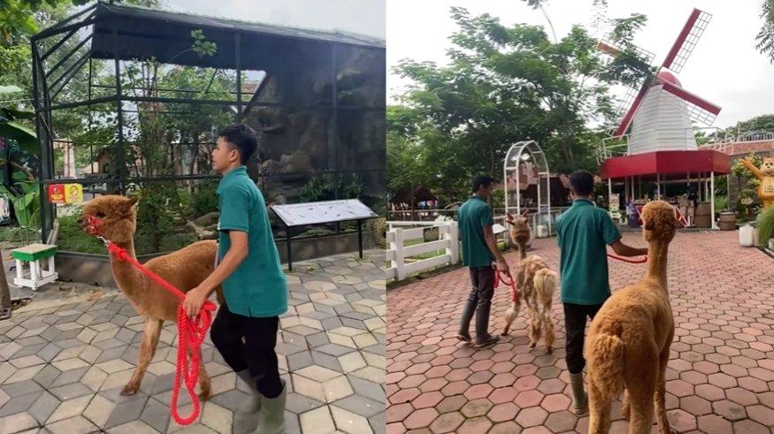 Jember Mini Zoo, Jember, Jawa Timur