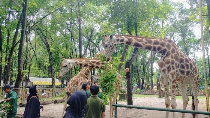 Sepanjang libur lebaran 2023, jumlah pengunjung Taman Margasatwa Ragunan, Jakarta Selatan, mencapai puncaknya, Minggu (30/4/2023). Taman Margasatwa Ragunan, Pasar Minggu, Jakarta Selatan, Jumat (3/2/2023).