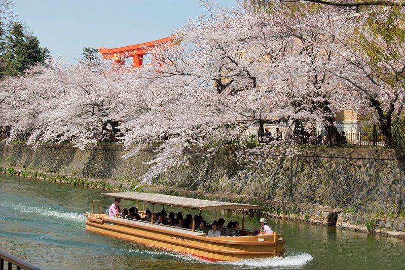 Kanal Okazaki, satu tempat wisata di Kyoto Jepang buat menyaksikan keindahan bunga sakura.