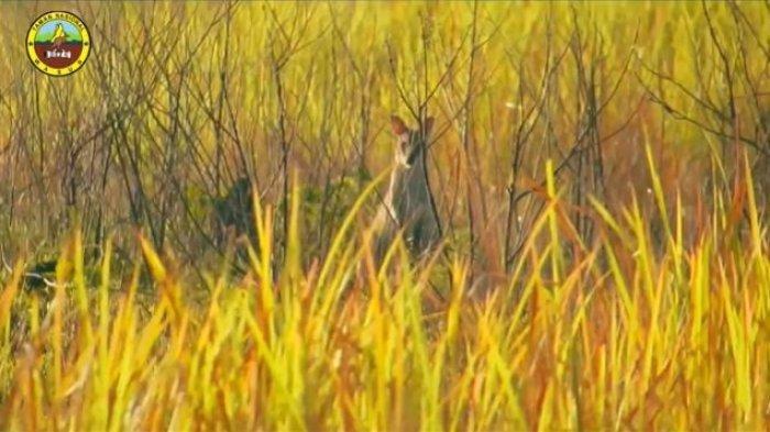 Kanguru di Savana Youram di Taman Nasional Wasur.