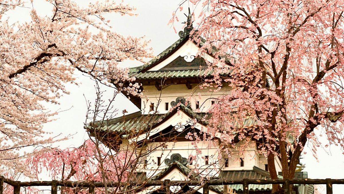 Kastil Hirosaki, satu kastil di Jepang yang bisa kamu kunjungi.