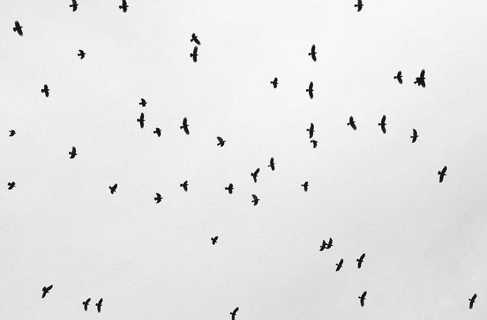 Kawanan burung gagak meneror kota Pravia di Spanyol dengan menghujam jendela rumah dan kendaraan penduduk tanpa ada alasan yang jelas.