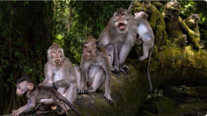 Kawanan monyet di Monkey Forest Ubud Bali.
