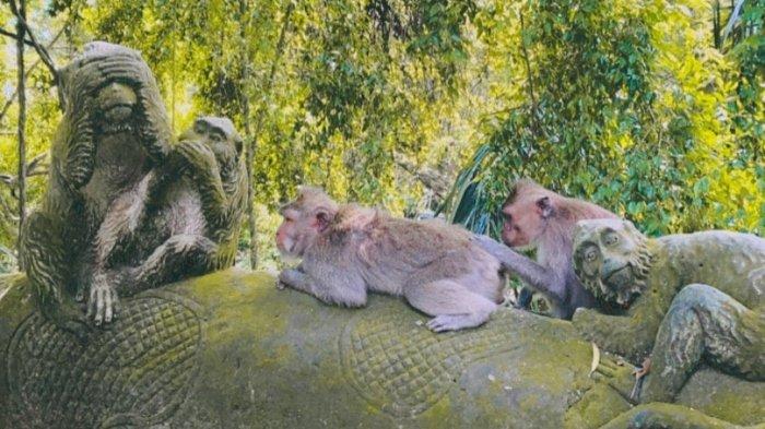 Kawanan monyet di Monkey Forest Ubud Bali.