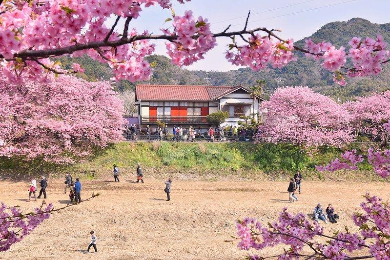 Kawazu, satu tempat menyaksikan mekarnya bunga sakura musim dingin ( Kawazu Zakura) terbaik di Jepang.