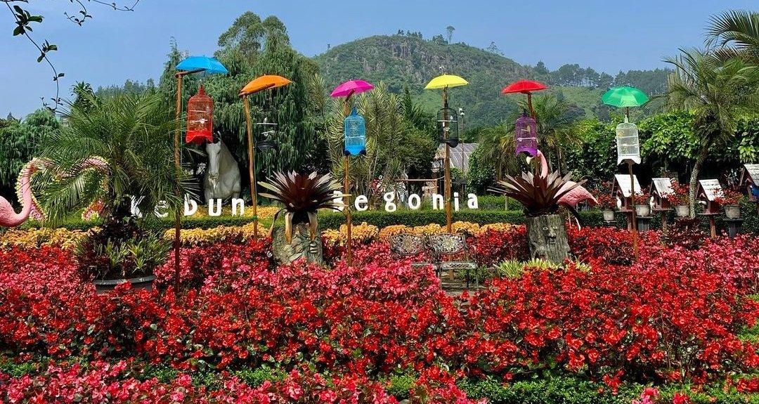 Kebun Begonia Lembang di Jalan Maribaya, No 120 A, Langensari, Kecamatan Lembang, Kabupaten Bandung Barat, Jawa Barat.
