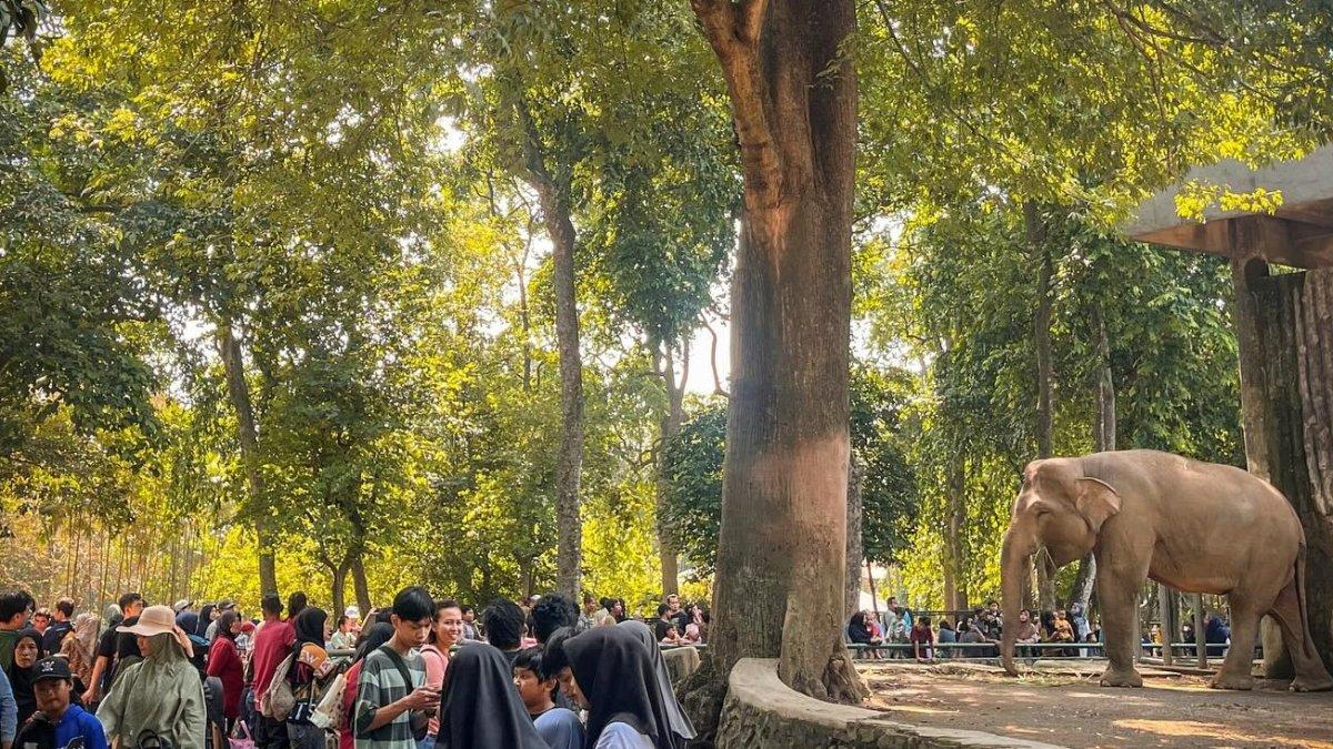 Kebun Binatang Ragunan berlokasi di Jalan Harsono RM. No. 1, Ragunan, Pasar Minggu, Jakarta Selatan, Jakarta.