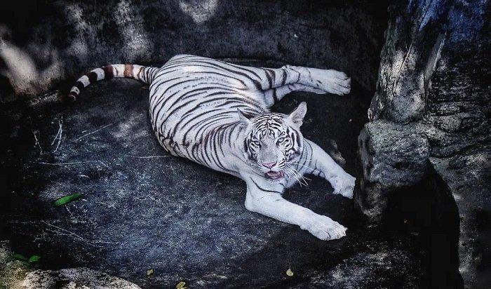 Kebun Binatang Siantar bisa menjadi tempat wisata pilihan di Pematang Siantar, Sumatera Utara untuk berlibur bareng keluarga.