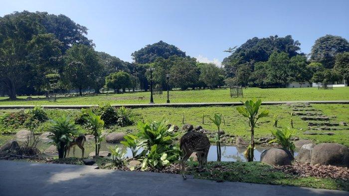 Kebun Raya Bogor, tempat wisata alam di Bogor, Jawa Barat.