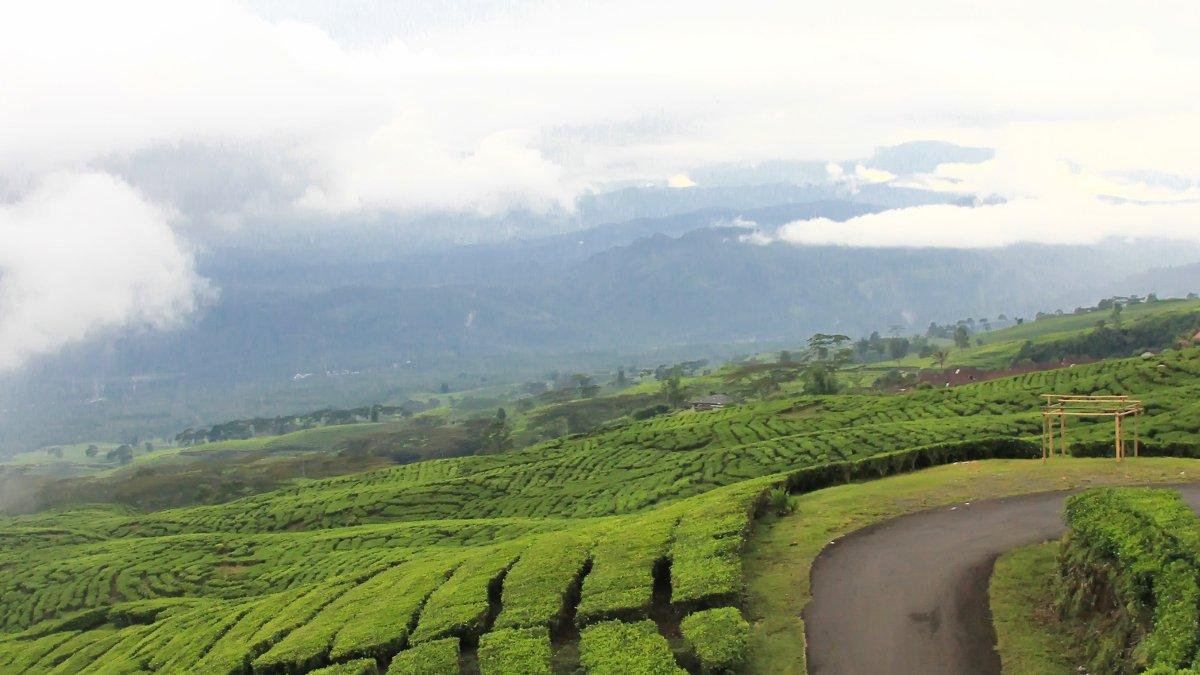 Kebun Teh Dempo.