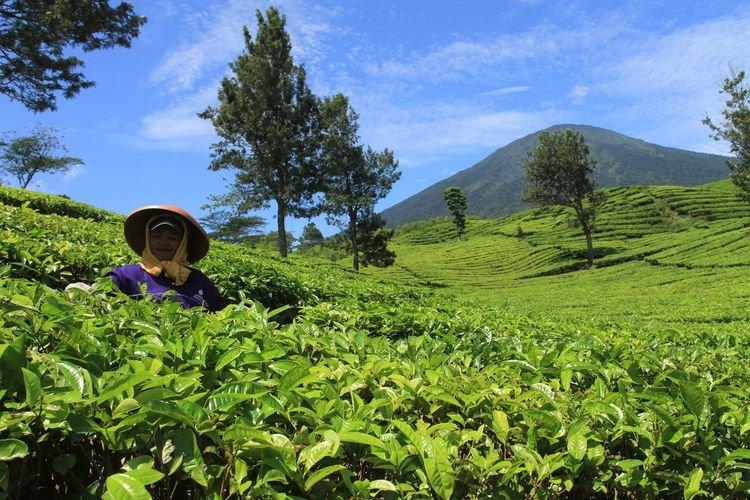 Kebun Teh Dempo, satu tempat wisata di Palembang.
