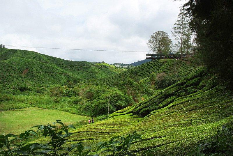 Kebun dan Pabrik Teh BOH, satu tempat wisata terbaik di Malaysia buat kamu yang baru pertama kali berkunjung ke sana.