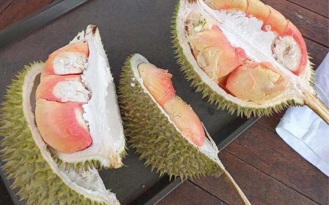 Kebun durian di Tanazawi Edupark, Tuban, Jawa Timur.