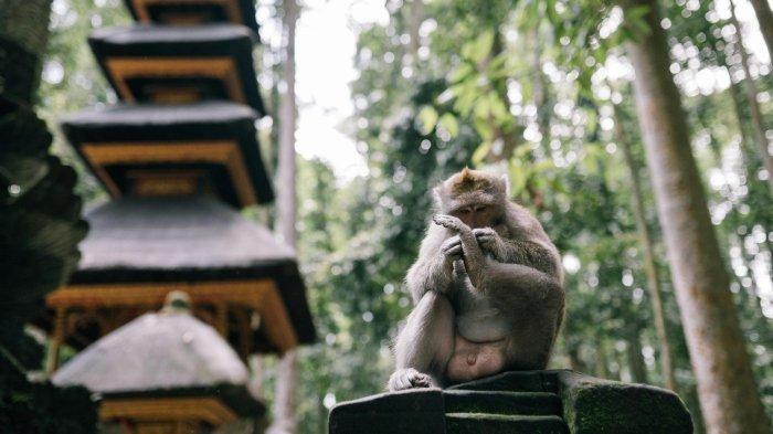 Ubud Monkey Forest.