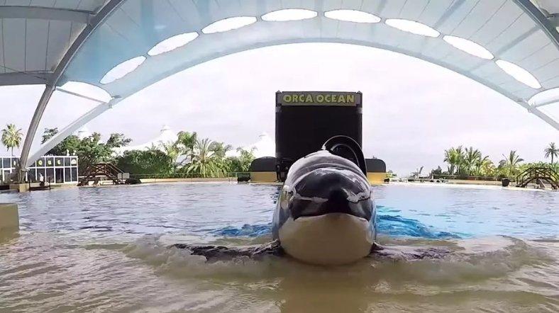 Keto, paus orca yang membunuh pelatihnya.