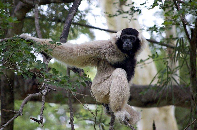 Khao Kheow Open Zoo, satu kebun binatang terbaik di Thailand yang bisa kamu kunjungi bareng anak.