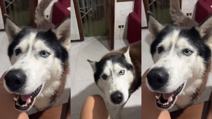 Kolase anjing Siberian Husky yang lagi viral di TikTok. Seekor Siberian Husky terdengar dengan aksen Italia ketika lagi ngobrol dengan pemiliknya.