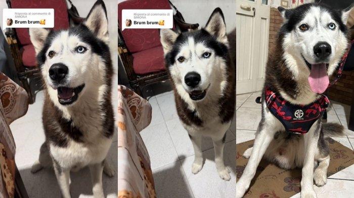 Kolase anjing Siberian Husky yang lagi viral di TikTok. Seekor Siberian Husky terdengar dengan aksen Italia ketika lagi ngobrol dengan pemiliknya.