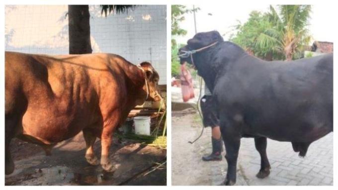Kolase foto Sapi limosin Presiden Joko Widodo yang akan dikurbankan usai Salat Iduladha. Sapi jumbo seberat 1 ton ini berada di Masjid Baiturrahman dan Penampakan hewan kurban Megawati Soekarnoputri yang didatangkan dari Pondok Pesantren An-Nidzhom Sukabumi. Sapi hitam ini akan disembelih di rumah Ketua Umum DPP PDI Perjuangan itu pada perayaan Idul Adha 1445 H, Senin (17/6/2024)