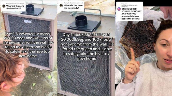 Kolase puluhan ribu lebah madu berhasil dikeluarkan dari tembok kamar setelah dijebol.