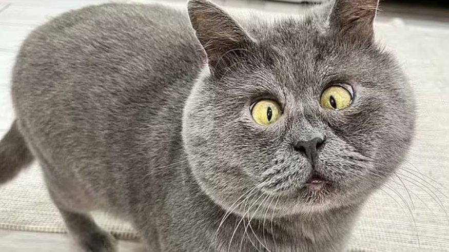 Kucing bermata juling.