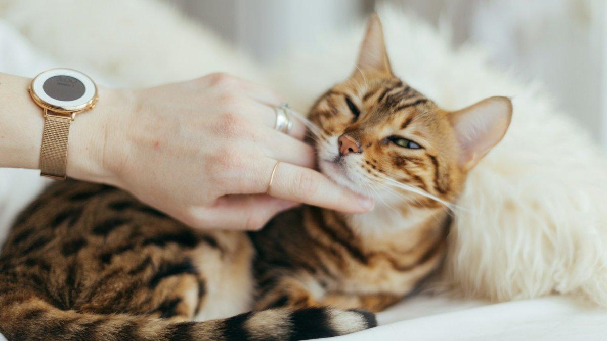 Kucing.