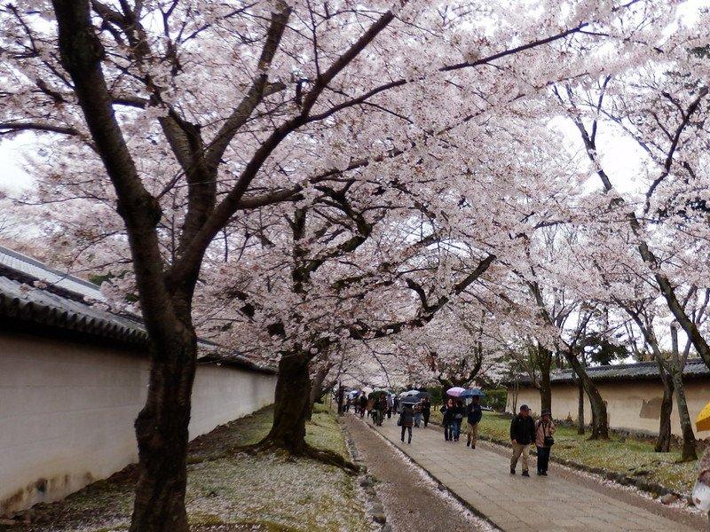 Kuil Daigo-ji, satu tempat wisata di Kyoto Jepang buat menyaksikan keindahan bunga sakura.