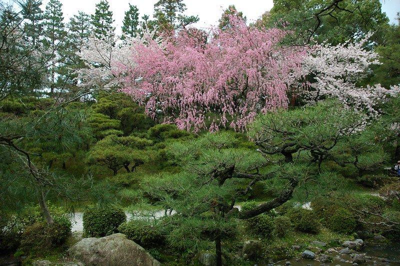 Kuil Heian, satu tempat wisata di Kyoto Jepang buat menyaksikan keindahan bunga sakura.