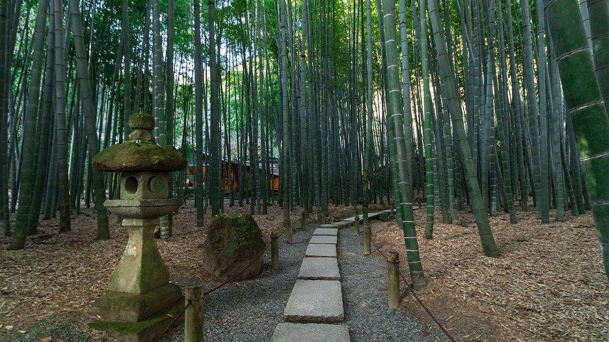 Kuil Hokokuji, satu tempat wisata terbaik di Kamakura Jepang.