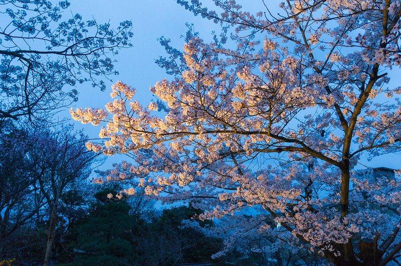Kuil Kiyomizudera, satu tempat wisata di Kyoto Jepang buat menyaksikan keindahan bunga sakura.