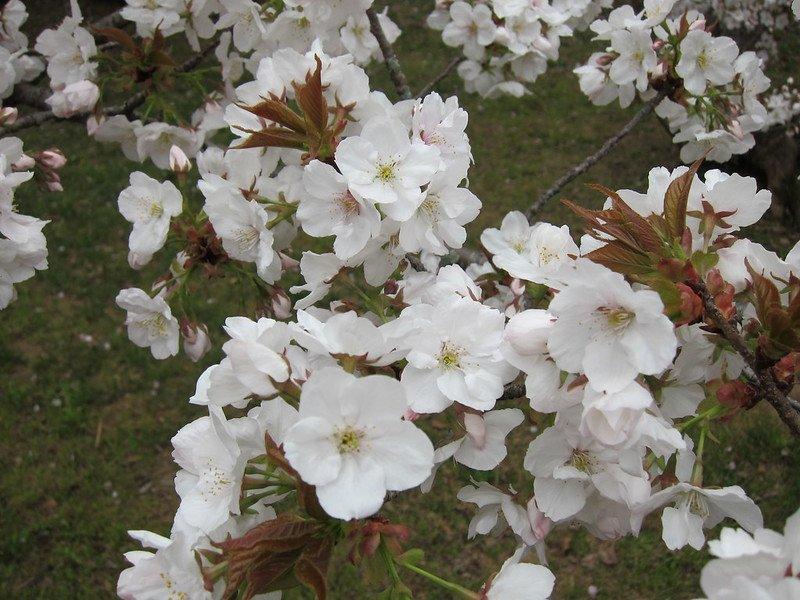 Kuil Ninna-ji, satu tempat wisata di Kyoto Jepang buat menyaksikan keindahan bunga sakura.